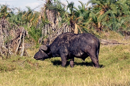 Kenia (249)